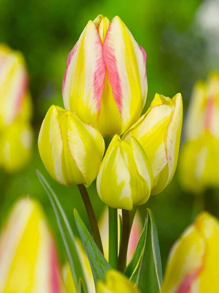 Tulpe Antoinette