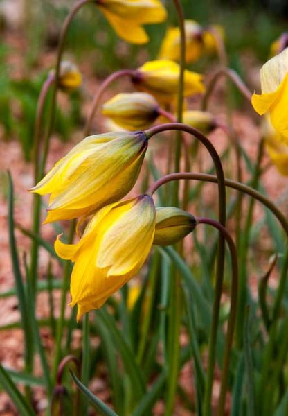 Tulpe Sylvestris