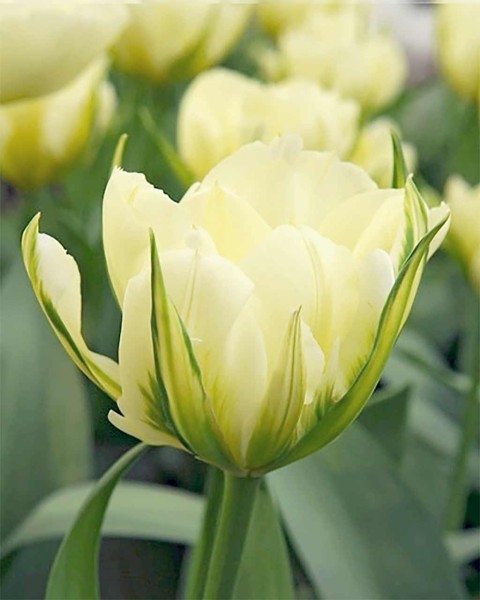 Tulpe White Valley