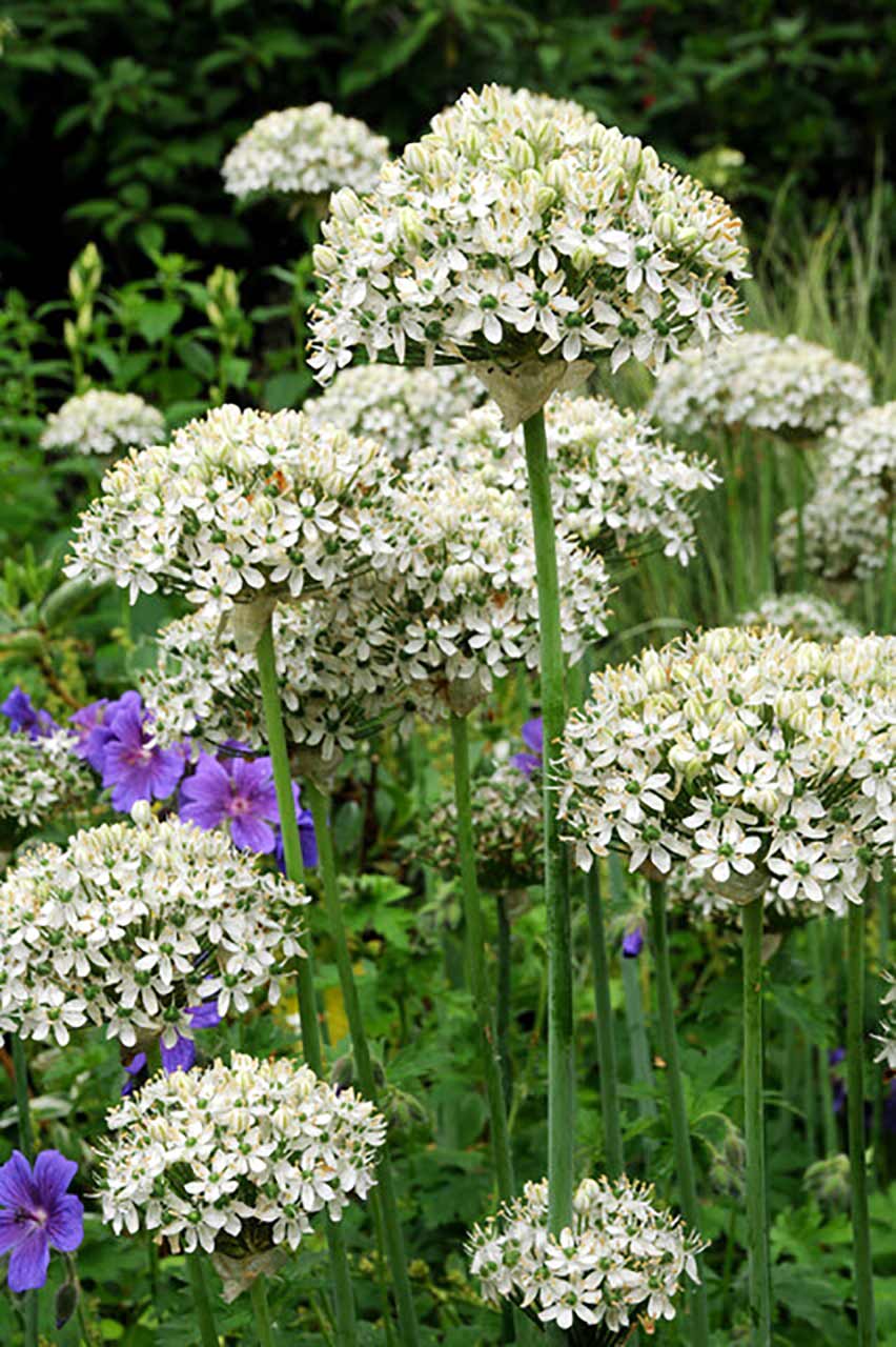 Allium Nigrum | Allium | Blumenzwiebeln | Blumenzwiebeln & Saatgut ...